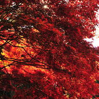 醍醐寺2012