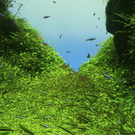 森を泳ぐ魚