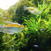 近づく魚