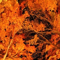 夜の紅葉道を見上げて