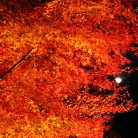 赤紅葉