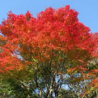紅、燃ゆる