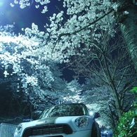 夜桜とR60