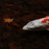 散紅葉の中で