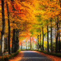 紅葉通り