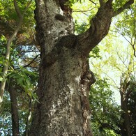 京都補完計画 其ノ捌拾参