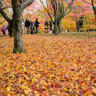 紅葉絨毯