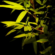 夜の笹