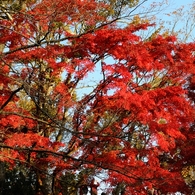紅葉狩りin Takao