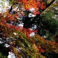 紅葉狩りin Takao