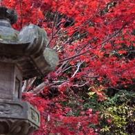 灯籠と紅葉