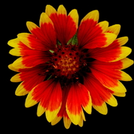 太陽