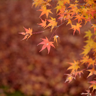 紅葉祭り