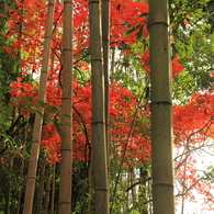 竹林の紅葉