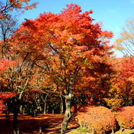 紅葉2