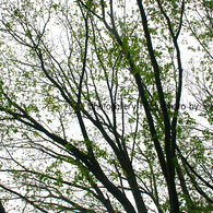photo_shinryoku003a