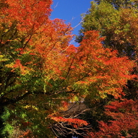 2012年紅葉情景（華ひらく：杉本観音）