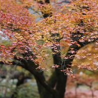 金戒光明寺　1