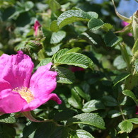 ハマナスの花