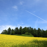 7月の青空とキカラシ咲く丘～美瑛回顧録2012