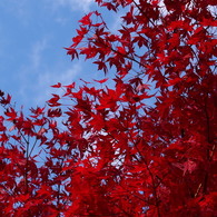 高尾山の紅葉（20121112）