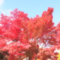 紅葉の記憶