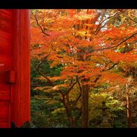 妙本寺