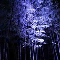 竹林の小径