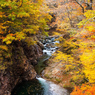 紅葉⑦荘川まとば橋