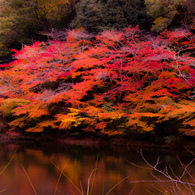 紅葉⑳松尾池