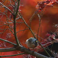 紅葉にキクちゃん－７（それな～に？）