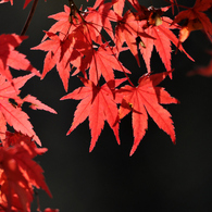 紅葉の葉を透かして