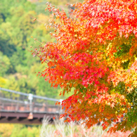 渓谷の紅葉