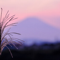 夕方の富士とススキ