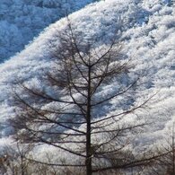 九重　立ち木