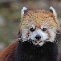 多摩動物公園