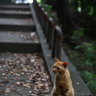 階段の前でおすまし