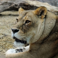 Nagoya ZOO #2