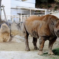 Nagoya ZOO #3
