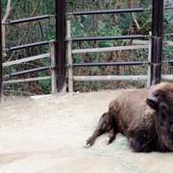 Nagoya ZOO #4