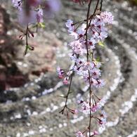 枯山水に桜