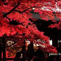 東福寺の紅葉