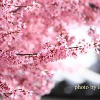 長徳寺のおかめ桜