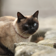 美猫
