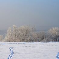 The foggy rime on trees