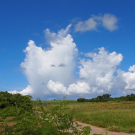 何かに見える？