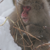 雪の中に生きる1