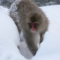 雪の中を2