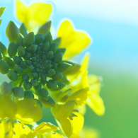 菜の花001