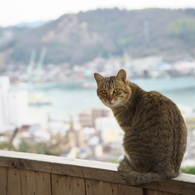 尾道猫27